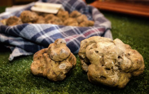 ALBA E LA FIERA DEL TARTUFO